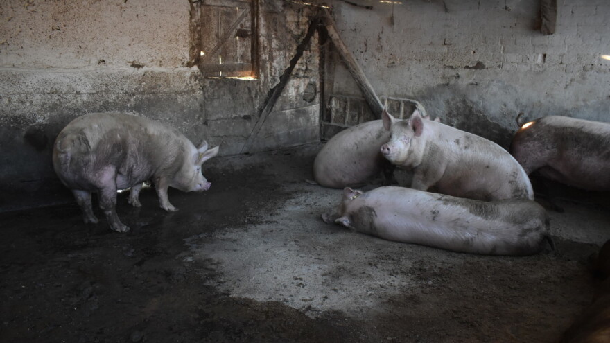 Za 561 stočara isplaćeno 3,44 milijuna eura zbog eutanazije svinja