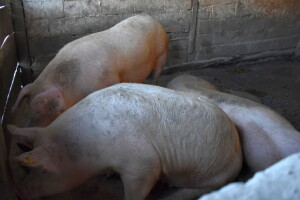 HPK s Europskom komisijom o afričkoj svinjskoj kugi - smanjite period karantene
