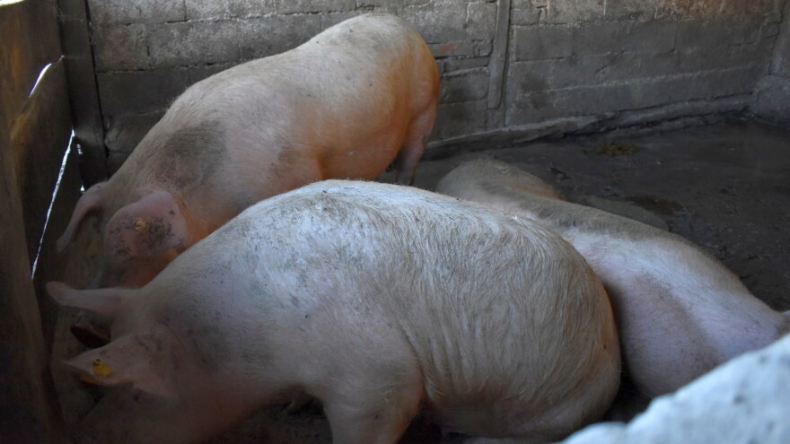 HPK s Europskom komisijom o afričkoj svinjskoj kugi - smanjite period karantene