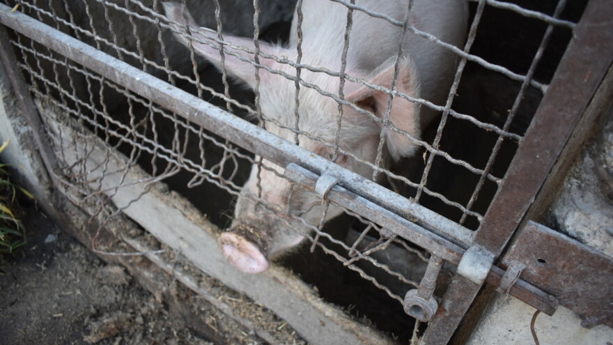 Ako niste u kategoriji 3, svinje morate zaklati do 31. listopada odnosno 30. studenoga