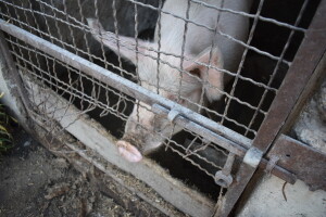 Još tri slučaja afričke svinjske kuge potvrđena na gospodarstvima u tri sela