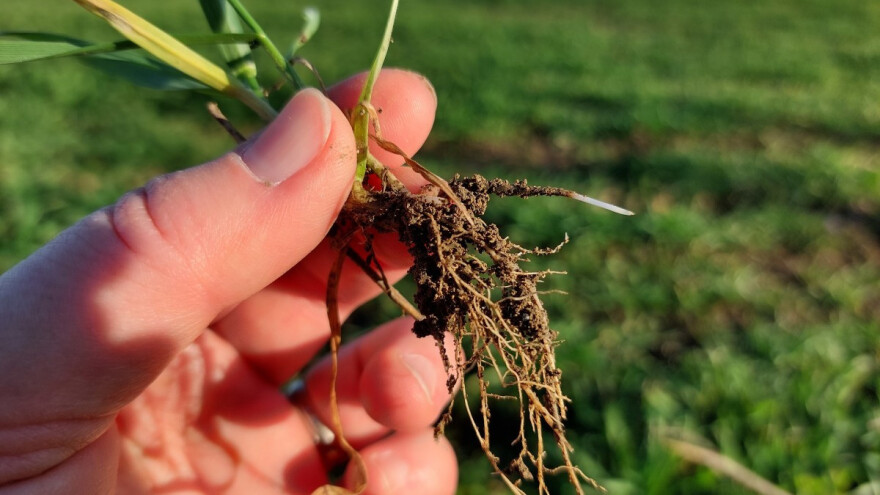 Koje biljke su plitkog, a koje dubokog korena?