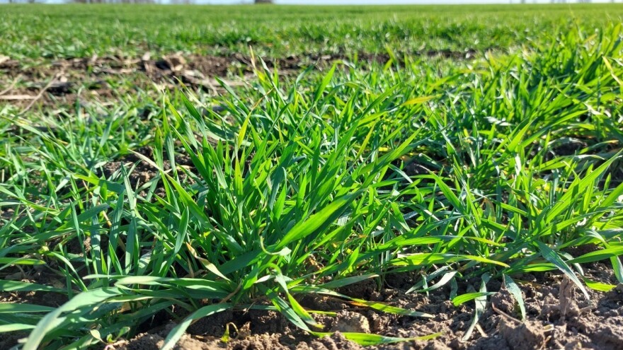 Jesenska sjetva: Žitarica manje za 10 posto, uljane repice na 2 tisuće hektara više