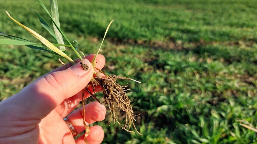 U njegu usjeva uključite i biostimulator: Uz dozu 2 lit/ha, trošak je oko 13 eura/ha