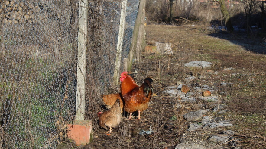 Više od 2,2 milijuna eura za male OPG-ove na područjima naseljenim nacionalnim manjinama