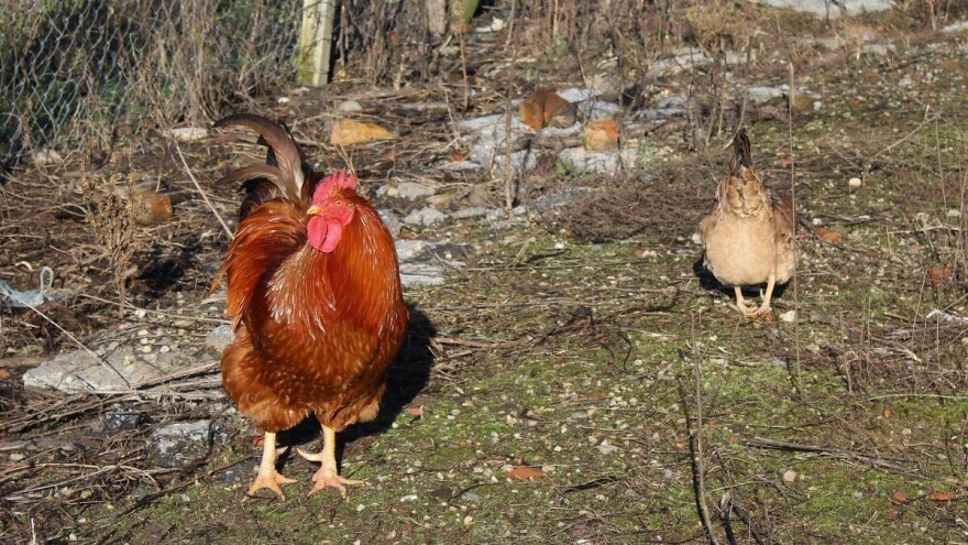 Čekajući prvo džemre: Stižu susnježica, snijeg i kiša