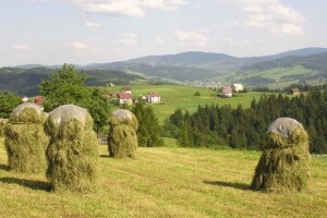 Turistima vratili vrijeme kad se žito kosom kosilo