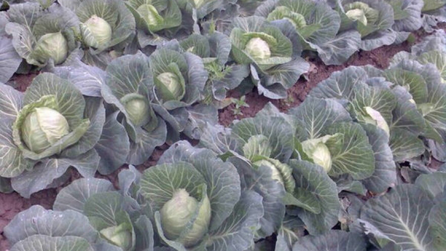 Dobar rod i kvaliteta semberijskog kupusa