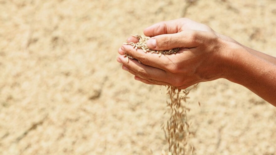 Da li će domaće seme uskoro biti sejano i u Africi ?