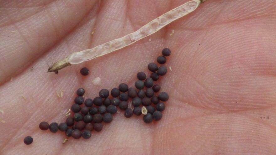 Kako da proizvedete seme kupusa