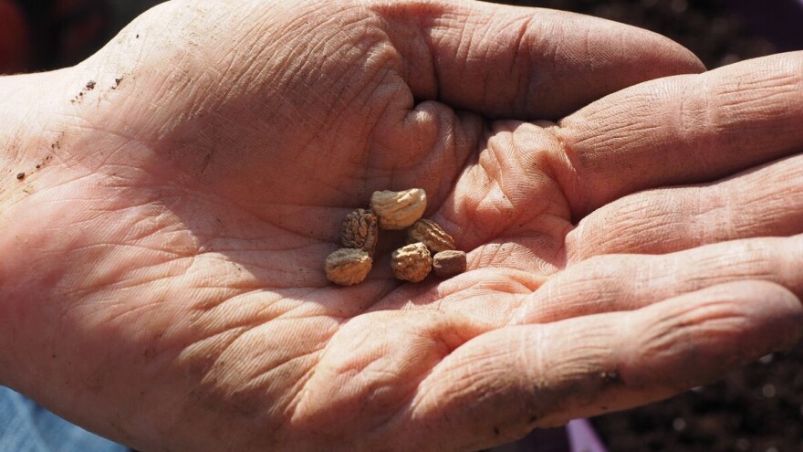 Deljenjem semena moglo bi se pomoći poljoprivrednicima da uzgajaju bolju hranu