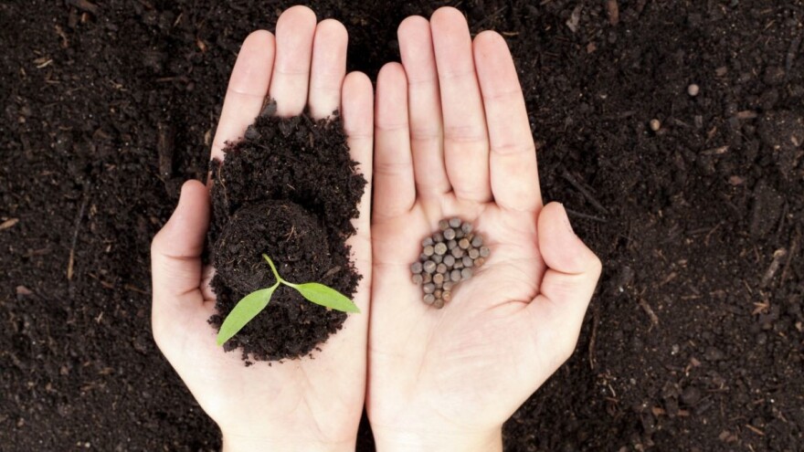 Stvari koje treba da znate o pravilnom čuvanju semena