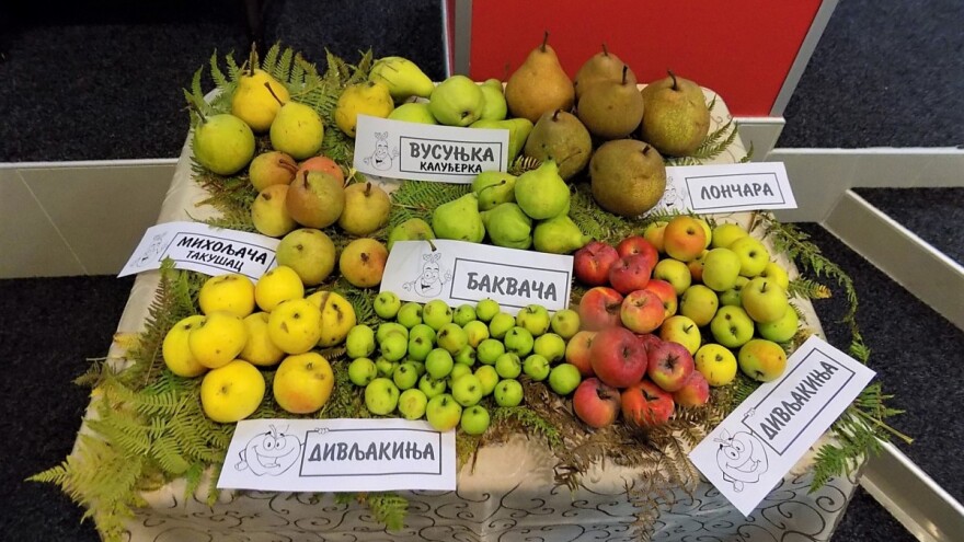 Povratak starih sorti: Semena bakvače, kaluđerke i ranke uskoro dostupne svima