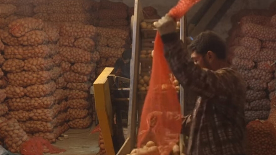 Proizvodnja semenskog krompira