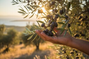 Seminar "Prednosti ekološkog maslinarstva"