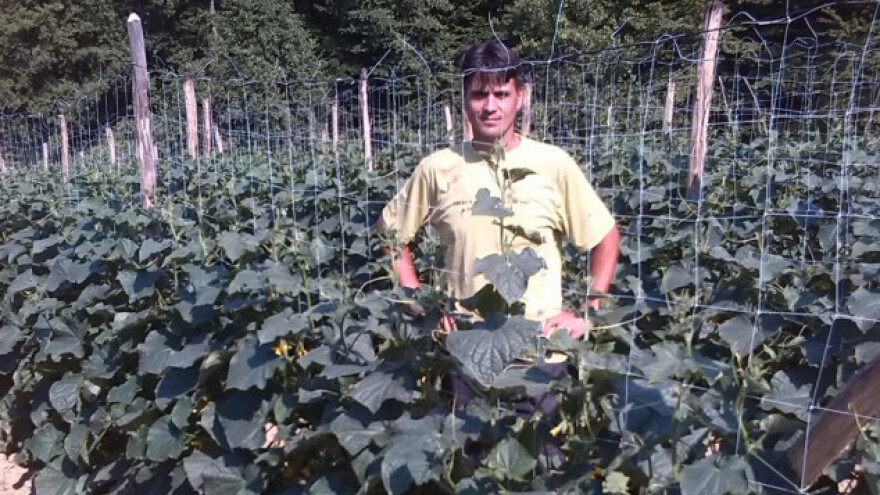 Okrenuo se kornišonu, danas ima prinos od 8 tona