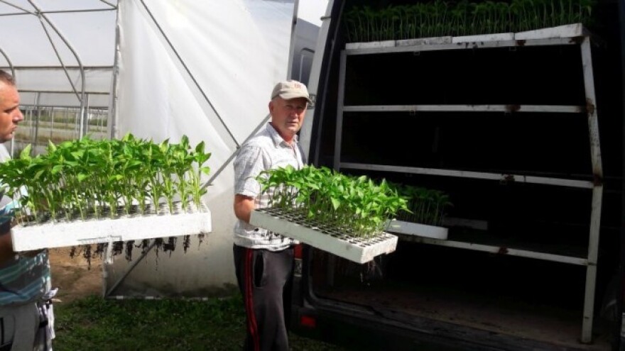 Senad Omerović u saradnji sa 24 kooperanta proizveo rasad paprike od 127.500 komada