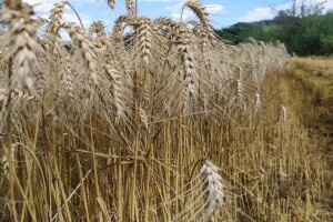 I u doba neolita pšenica se đubrila, skladištila i prerađivala