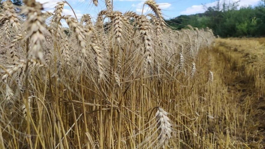 I u doba neolita pšenica se đubrila, skladištila i prerađivala