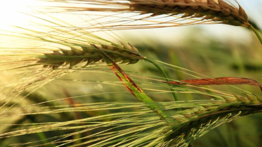 Bolesti pšenice: Palež klasa ima tri uzročnika