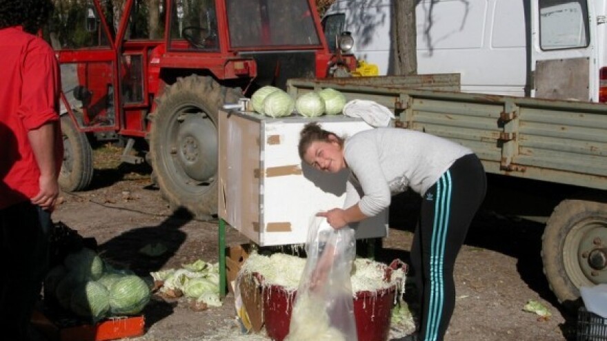 Kako od uzgoja kupusa živi obitelj Grujović!