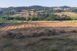 Kako smanjiti gubitke kod pripreme sijena?