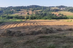 Kako smanjiti gubitke pri pripremi sena?