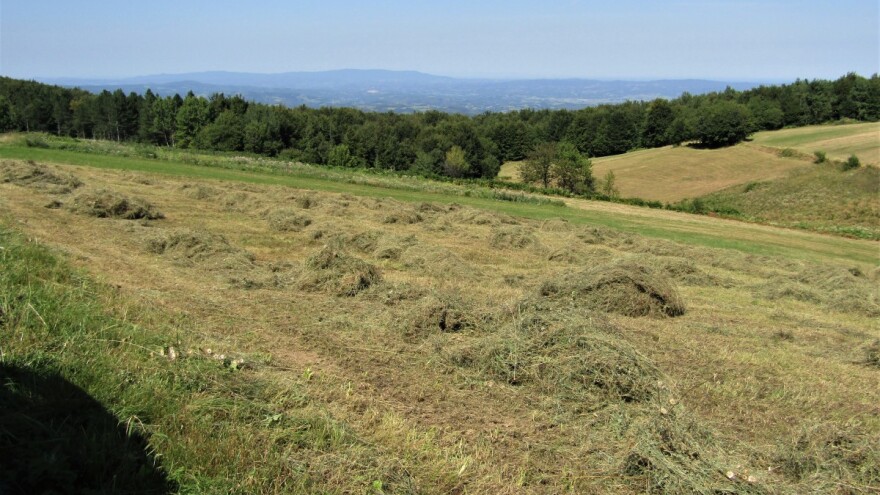 Kako odstraniti suvišnu vlagu iz sena?