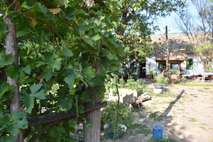 OPG-ovima dodijeljeno 600.000 kuna potpora za turizam: Natječaj je i dalje otvoren