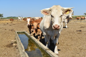 Državna statistika kaže: Porastao broj goveda, ovaca, svinja i pilića, pao broj koza