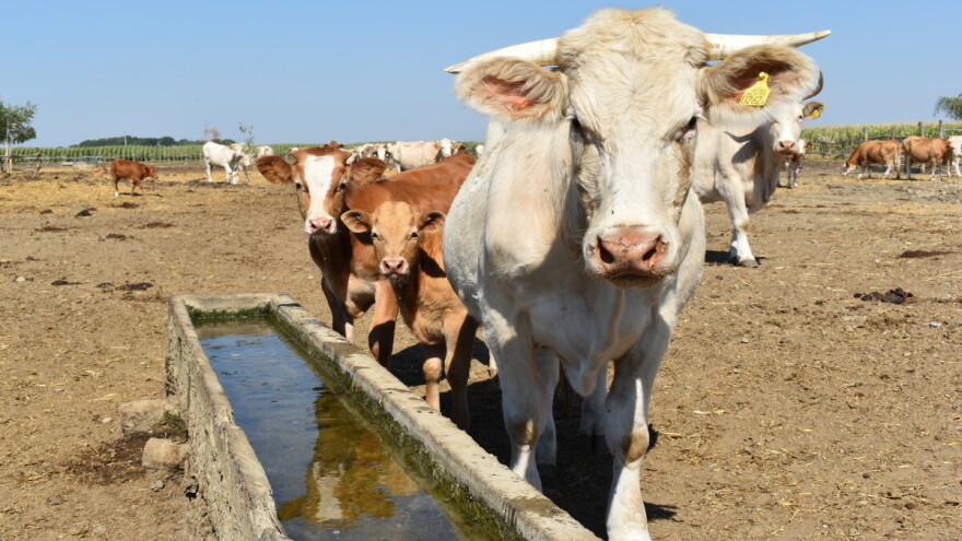 Državna statistika kaže: Porastao broj goveda, ovaca, svinja i pilića, pao broj koza