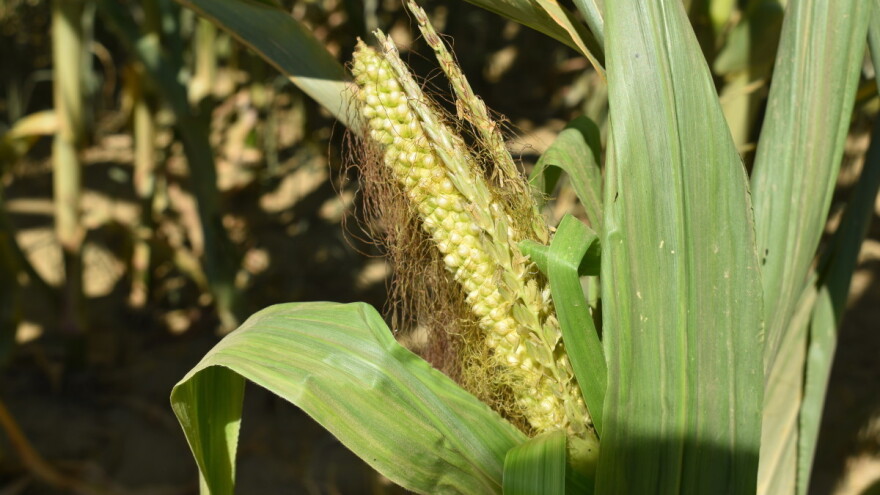 Poljoprivrednici će tražiti proglašenje stanja elementarne nepogode u BiH!