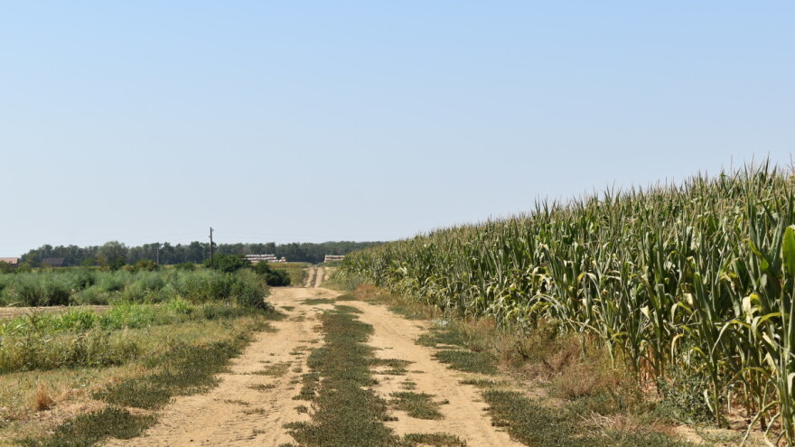 Sunčano i toplo: Kukuruz pod stresom zbog nepovoljnih uslova