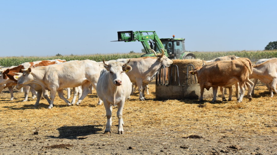 Stočari, krenulo je podnošenje zahtjeva za izvanredne potpore!