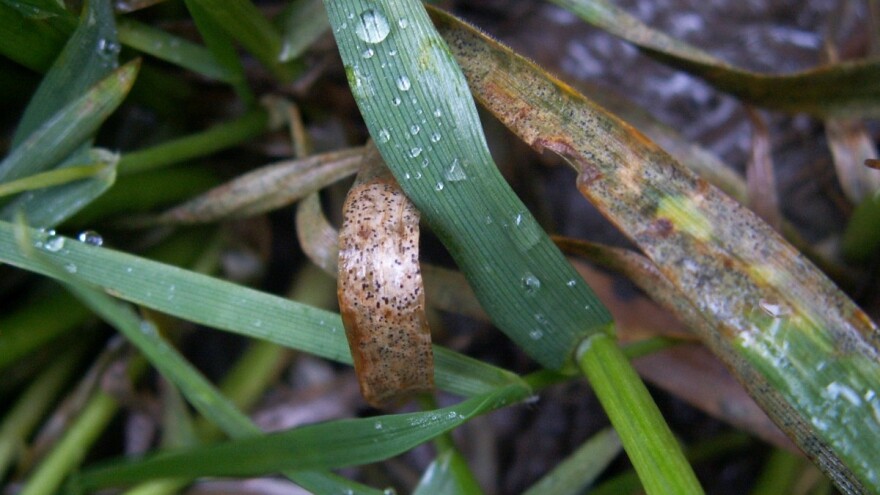 Siva pjegavost lista pšenice značajno umanjuje prinos