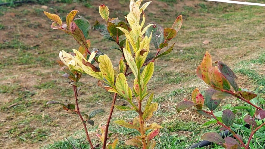 Kako spriječiti pjegavost listova borovnica?