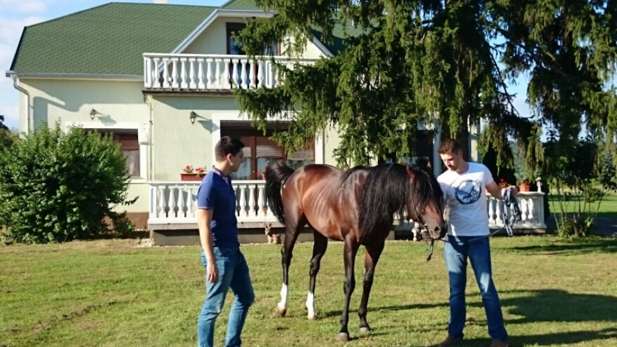 Uspjeli u izvozu junadi i uzgoju punokrvnjaka!