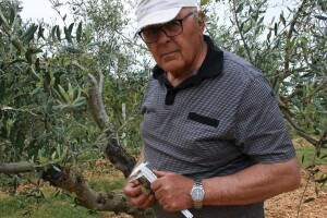 Naučite precjepljivati masline: Pod koru, na klin ili navrtanjem pomoću aku bušilice