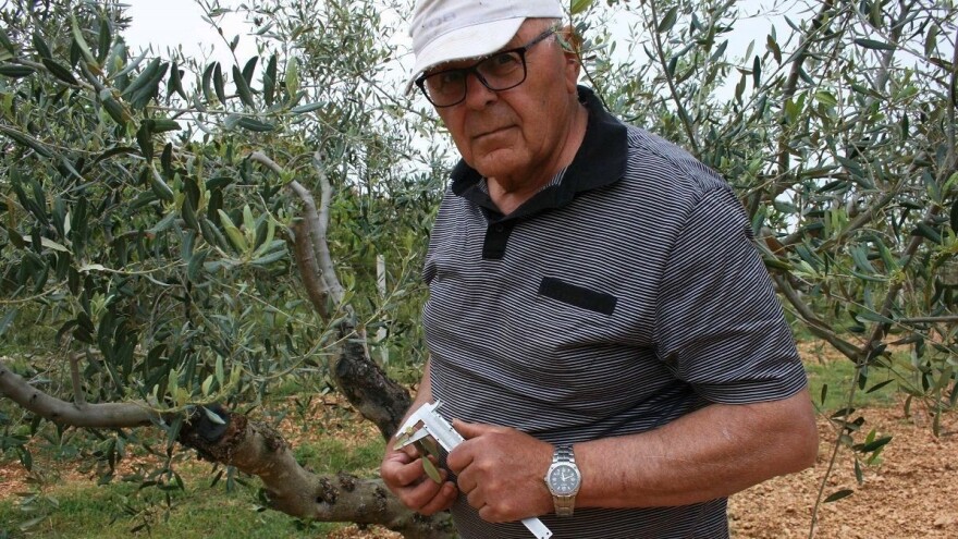 Naučite precjepljivati masline: Pod koru, na klin ili navrtanjem pomoću aku bušilice