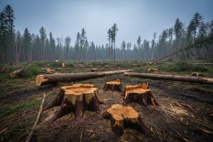 Šestorka prijavljena za šumske krađe u Omarskoj