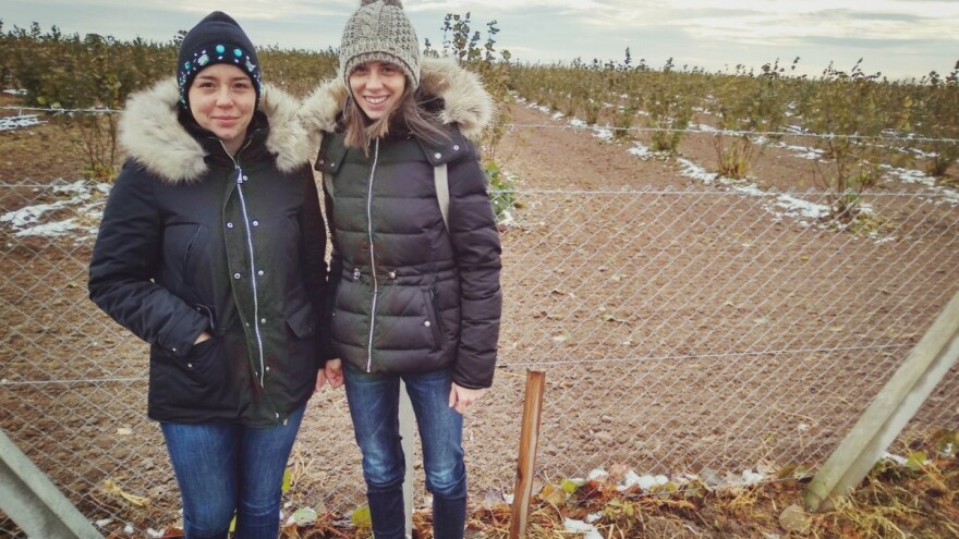 Sestre Milićević same brinu o 20 ha lešnika