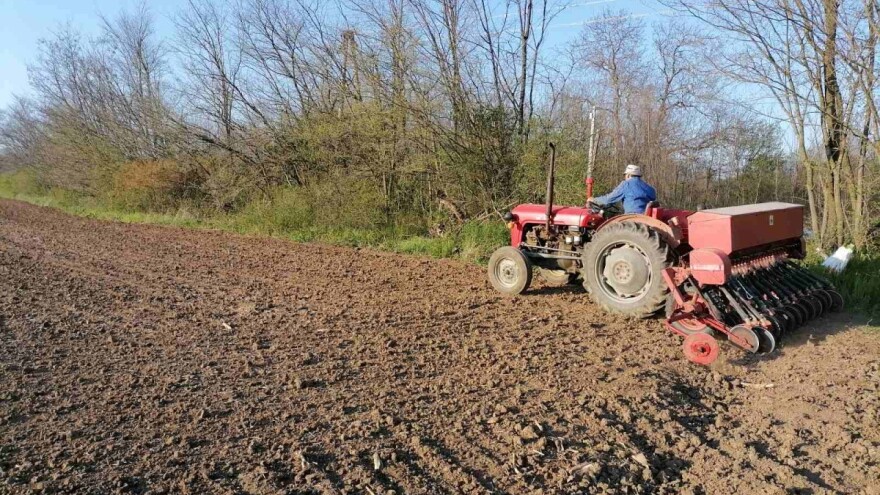 Setva pšenice van optimalnih rokova - koje su posledice?