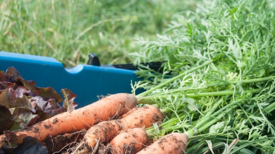 Na šta treba obratiti pažnju kod setve šargarepe