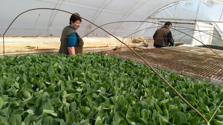 Svi problemi rasada u toplim lejama i kako ih rešiti