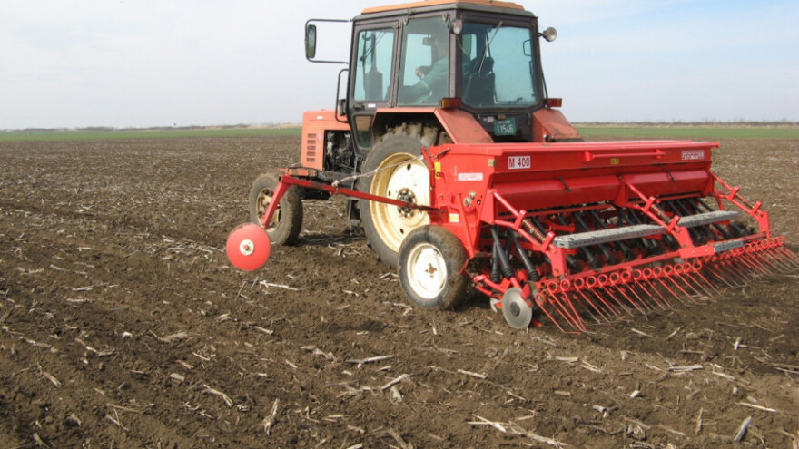 Karakteristike hibridne pšenice