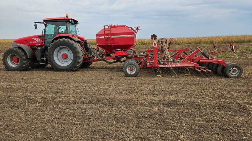 Sejete uljanu repicu? Evo na šta treba da pazite