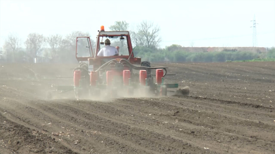 Jarak: Kukuruz nikao, pšenica miruje, čeka se kiša
