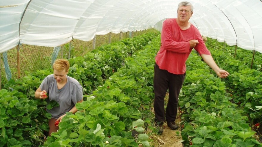 Cijene prvih domaćih jagoda iznenadile kupce, no uvozne im najbolja reklama