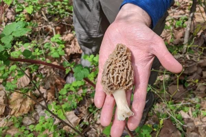 Sezona je "šumskog mesa": Evo cijena smrčka u otkupu