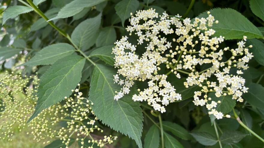 Cvijet koji miriše na zaradu: Otkup zove u punom jeku, cijene skaču!